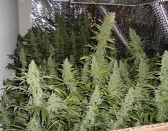 Marijuana Bubbler Garden