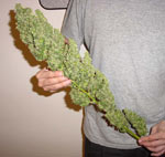Marijuana Bubbler Garden