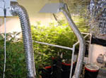 Marijuana Bubbler Garden