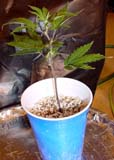 Marijuana Bubbler Garden