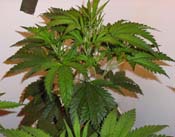 Marijuana Bubbler Garden