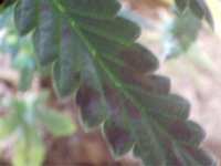 Boron deficiency