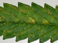 Radient heat stress